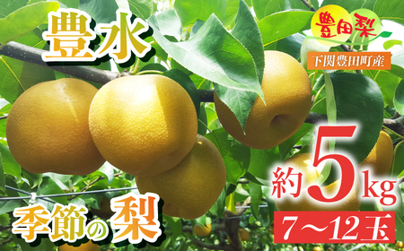 [締切間近]梨 5kg 豊水 | 梨