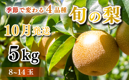 10月発送 梨5kg 8-14玉 梨 梨 梨 梨 梨 DK