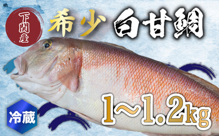 白 甘鯛 1〜1.2kg 冷蔵 高級 魚 鮮魚 シロ アマダイ 鯛 下処理 済み 新鮮 下関 唐戸市場 直送 山口 FY018 ( 超高級魚鯛 白甘鯛 甘鯛 鯛刺身 鯛丸ごと 鯛茶漬け )