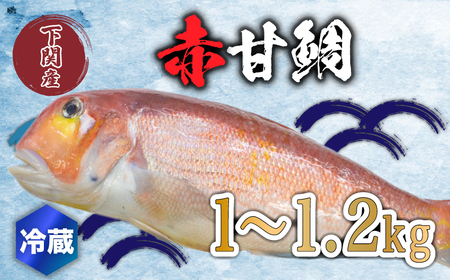 赤 甘鯛 1〜1.2kg 冷蔵 高級 魚 鮮魚 アカ アマダイ 鯛 下処理 済み 新鮮 下関 唐戸市場 直送 山口 FY020 ( 高級魚鯛 赤甘鯛 甘鯛 鯛刺身 鯛丸ごと 鯛茶漬け )