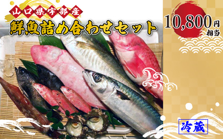 鮮魚 詰め合わせ・セット・パック (10,800円相当) [魚 新鮮 ツマミ 刺身 塩焼き 詰め合わせ 高級魚 市場直送 山口県 宇部市]AJ22-FN