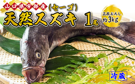 [三枚おろし] 天然スズキ・セーゴ (1尾 約3kg) [天然スズキ セ―ゴ 鮮魚 冷蔵 魚 新鮮 ツマミ 刺身 煮つけ 市場直送 山口県 宇部市] AJ19-FN