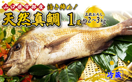 [着日指定必須][三枚おろし] 鯛活き締め!天然真鯛!天然タイ! (1尾 約2〜3kg) [天然タイ 真鯛 鯛 三枚おろし 冷蔵 魚 新鮮 鮮魚 ツマミ 刺身 塩焼き 市場直送 山口県 宇部市]AJ20-FN