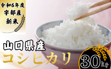 [先行予約/令和6年度新米] コシヒカリ 30Kg [精米][山口県宇部産] [令和6年度 新米 コシヒカリ 30Kg 精米 山口県産 宇部産 地元米 農家直送 宇部市 美味しい お米 寒暖差 霜降山麓 綺麗な水 高品質 新鮮 収穫直後 国産米 ご飯 炊き立て 美味しさ長持ち] EF02-FN