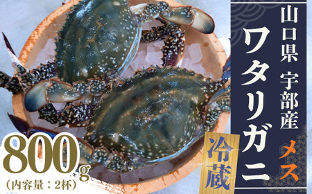 ワタリガニ 冷蔵 ワタリガニ メス 2杯 (約800g) 海鮮 カニ