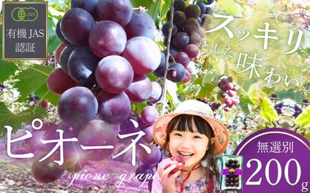 ぶどう [先行予約] ぶどうの粒 無選別(200g)[2026年産]