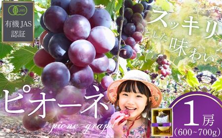 ぶどう 先行予約 ぶどうの房 1房 600〜700g 2026年産