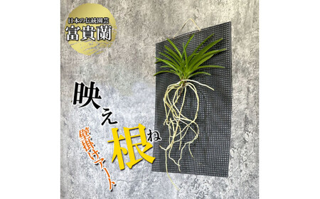 [日本の蘭]富貴蘭 『映え根』