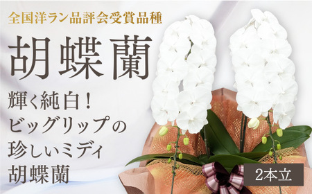 [全国洋ラン品評会受賞品種]ミディ系ホワイト胡蝶蘭!『リトルシルキー』*2本立*[7つの特典付き!][LS-2]