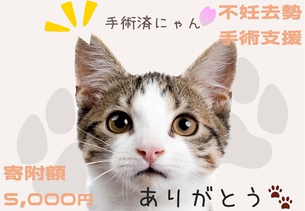 飼い主のいない猫の不妊去勢手術支援〜不幸な命を増やさないために〜
