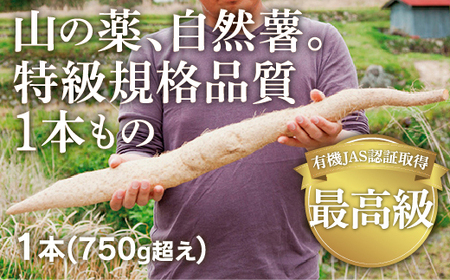 ミライエfarm特級規格品質1本もの750g超えサイズ 最高級自然薯