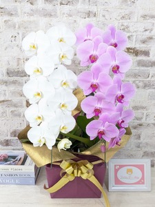 [☆新機能☆ZERO胡蝶蘭] 紅白胡蝶蘭 2本立て*白・ピンク*(大輪)[7つの特典付き!][約高さ85cm、横幅40cm、奥行き40cm]22輪以上