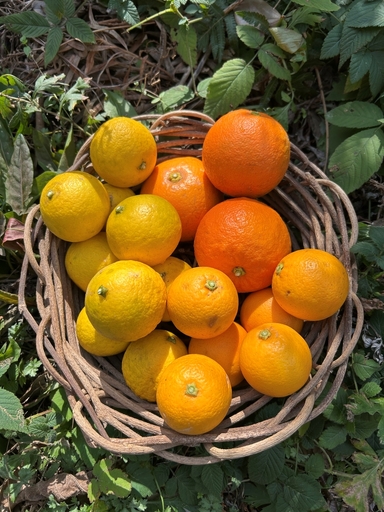 夏みかんマーマレードと自然農おまかせ柑橘セット(2?3種)