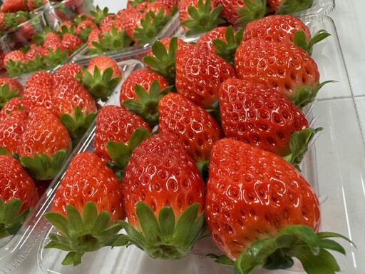 苺 章姫・紅ほっぺ