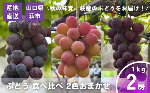 ぶどうおまかせパック2色セット 1kg