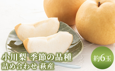梨 詰め合わせ 先行予約 約6玉 小川梨 季節の品種 萩産
