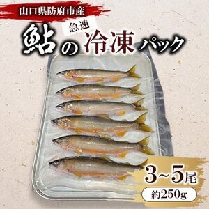 山口県防府市佐波川で獲れる天然鮎 約250g_魚介・海産物 鮮魚 _[配送不可地域:離島]