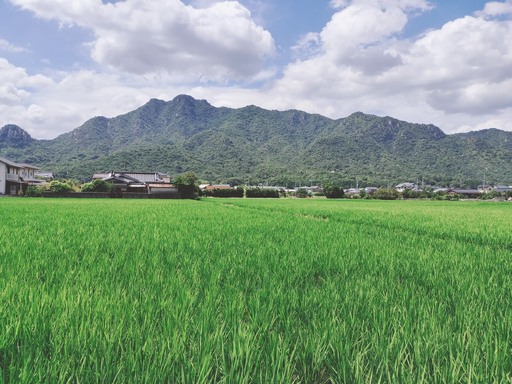 栽培期間中農薬・肥料不使用で作った朝日米 玄米20kg 粟屋農場 山口県 防府市 H-G02 玄米 朝日米 20kg 栽培期間中農薬不使用 肥料不使用 無農薬 自然栽培 在来種 希少米 佐波川