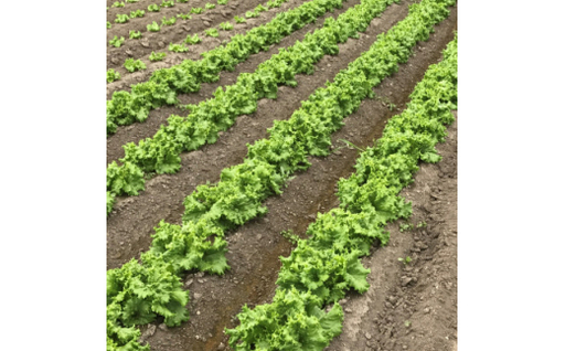 【先行予約】レタス彩(いろどり)3種セット・しじ美ドレッシング付（2026年9月以降順次発送） OSU001