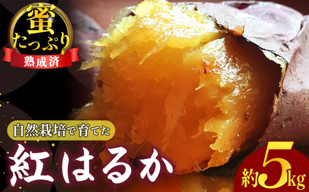 ���R�͔|�ň�Ă� �������Ղ� �g�͂邩 ���n���ρ� ��5kg �^ ���_�� ���Y��� �����w�엿 ���܂��� �� �����g���g�� ����� �R���� No.221