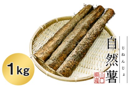 Agrimottoの「自然薯」１kg