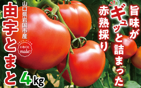 山口県産「由宇とまと」約4kg【おかざき農園】