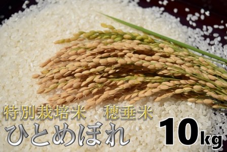 (1265)米　精米　白米　特別栽培米　穂垂米　「ひとめぼれ」　10kg　【令和7年産】