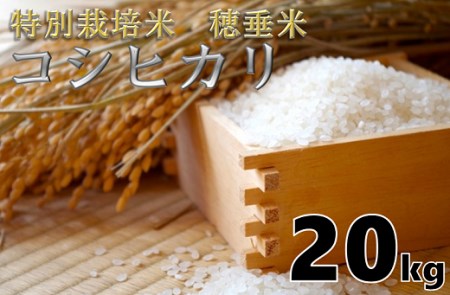 (1401)米　精米　白米　特別栽培米　穂垂米　「コシヒカリ」　20kg　【令和7年産】