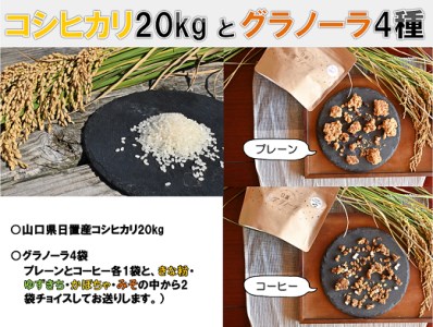 (1342)グラノーラ 4種 プレーン 珈琲 米粉 野菜 果物 山口県 コシヒカリ 20kg セット 果物 山口県 コシヒカリ 20kg セット