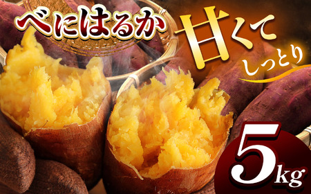 甘くておいしい!べにはるか 5kg 先行予約 [ 2025年9月中旬 〜 12月 の期間より順次発送予定 ]| さつまいも サツマイモ 芋 いも 野菜 紅はるか べにはるか 5kg