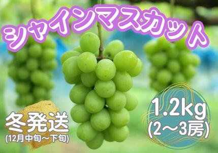 山口県産 冬のシャインマスカット1.2Kg(2〜3房)