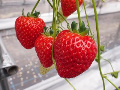 ys\12{ȍ~zɊÃC`S ڂ Qi(800`900j 嗱n݂Ƃ