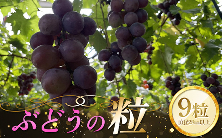 [農薬・化学肥料不使用]ぶどうの粒 9粒(直径28mm以上) フルーツ ぶどう 葡萄 ブドウ ピオーネ 有機 無農薬 山口県 山陽小野田市 ふるさと納税 F6L-922