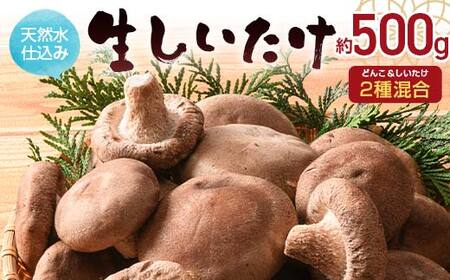 天然水仕込み生しいたけ 2種混合 約500g 農家直送 生しいたけ 椎茸 どんこ 混合 ミックス ご当地 グルメ 食品 1万円以下 F6L-934