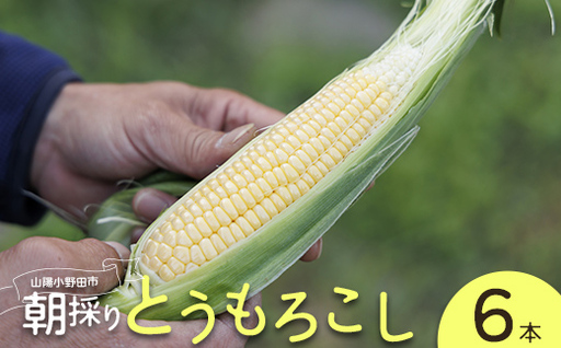 朝採りとうもろこし 6本セット とうきび トウキビ トウモロコシ コーン 野菜 食品