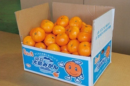 山口大島みかん(島そだち)青島