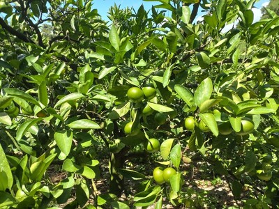 [周防大島産]日南一号(極早生種)5kg