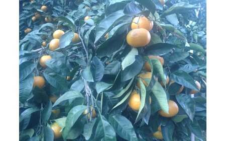 �y���h�哇�Y�z���B�݂���i�승�S���j 5kg