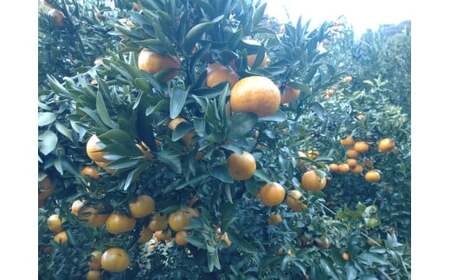 [周防大島産]太田ポンカン(晩柑類) 5kg