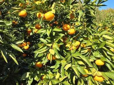 �y���h�哇�Y�z��ÂS���i�����n�j 10kg