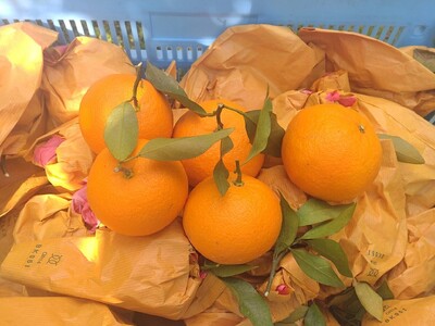 [周防大島産]せとみ(晩柑類) 5kg