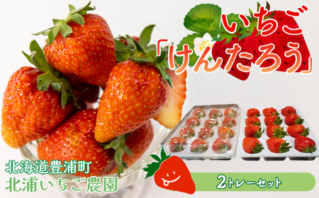 [2026年5月以降順次出荷]いちご「けんたろう」大玉24粒 TY
