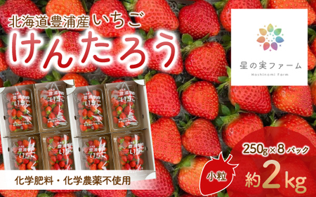 【2026.4月下旬以降順次出荷】北海道 豊浦 いちご 小玉 けんたろう 250g×8パック 約2kg TYUW002