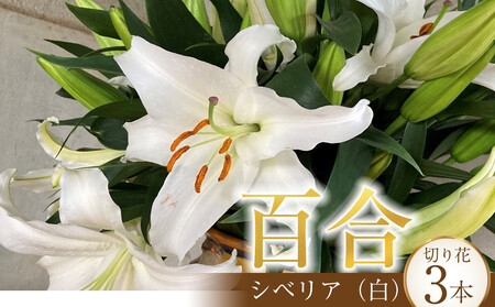 百合・シベリア 20輪 切り花