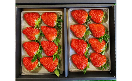 いちご 約250g×2 [かおり野/紅ほっぺ/ベリーポップすず]から1〜2品種お届け