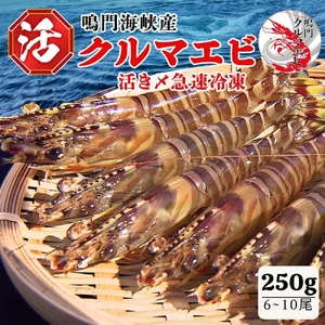 活〆 急速冷凍 クルマエビ 250g [冷凍発送]