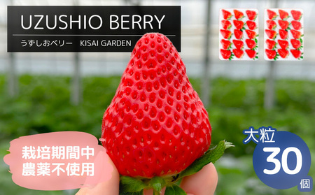 [2026年1月頃より順次発送]KISAI BERRY 大粒 30個 [数量限定] | 栽培期間中農薬不使用 苺 いちご イチゴ 徳島 鳴門 果物 フルーツ スムージー ジャム