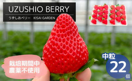 [2026年1月頃より順次発送]KISAI BERRY 中粒 22個 [数量限定] | 栽培期間中農薬不使用 苺 いちご イチゴ 徳島 鳴門 果物 フルーツ スムージー ジャム