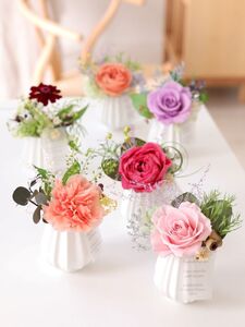 [母の日用]プリモ (ジニア ワインレッド)