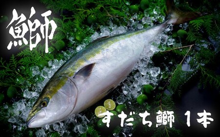 [期間限定・申込は12月12日まで]すだち鰤 一本 約5.0kg 徳島県産 ぶり ブリ ブランド鰤 鳴門 刺身 魚 真空パック すだちブリ ぶり 魚 鰤 ブリ